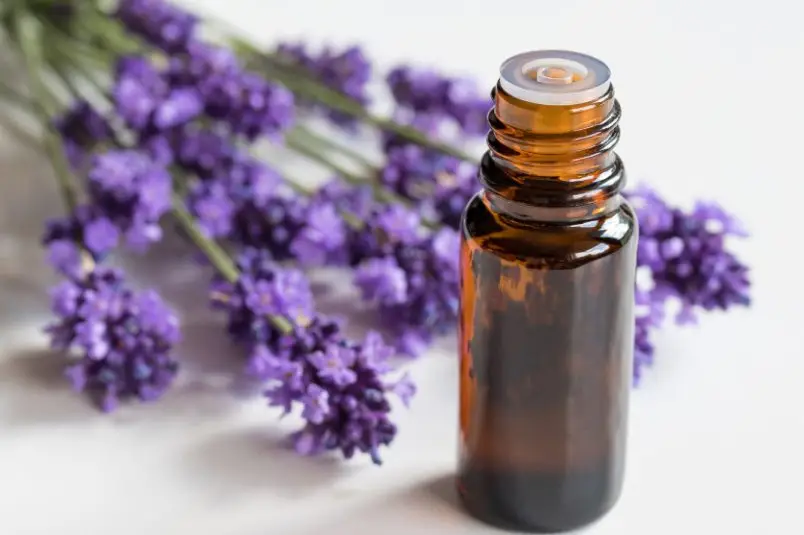 A bottle of lavender essential oil alongside a bunch of lavender flowers, offering soothing benefits for stress and anxiety.