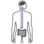 An illustration of a person's stomach and intestines enhanced with CALM PEMF™.