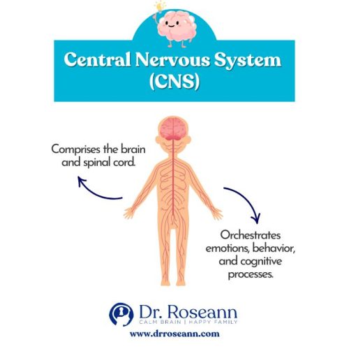 Infographic explaining the central nervous system (CNS), highlighting its role in emotions, behavior, and cognitive processes.