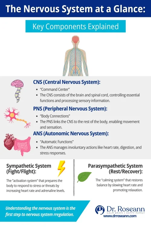 Infographic explaining key components of the nervous system, including CNS, PNS, ANS, and the roles of the sympathetic and parasympathetic systems.