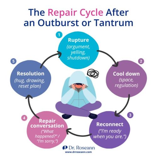 Visual repair cycle showing steps to restore relationships after dysregulation