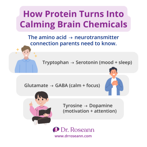 Infographic explaining how protein turns into calming brain chemicals. Shows amino acids converting into neurotransmitters: tryptophan to serotonin for mood and sleep, glutamate to GABA for calm and focus, and tyrosine to dopamine for motivation and attention.